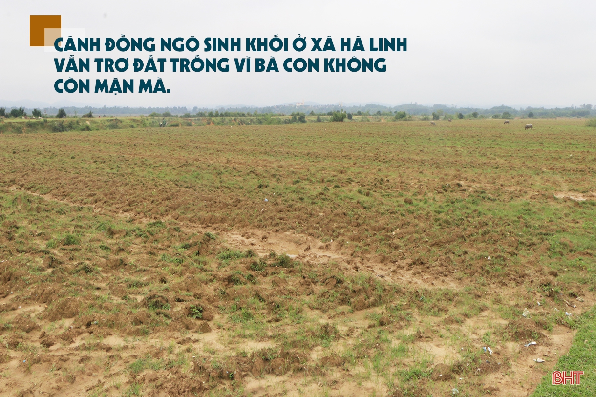 Vụ đông hàng hóa và những bước lùi” (bài 1): Đâu rồi những cánh đồng liên kết “thẳng cánh cò bay”?!