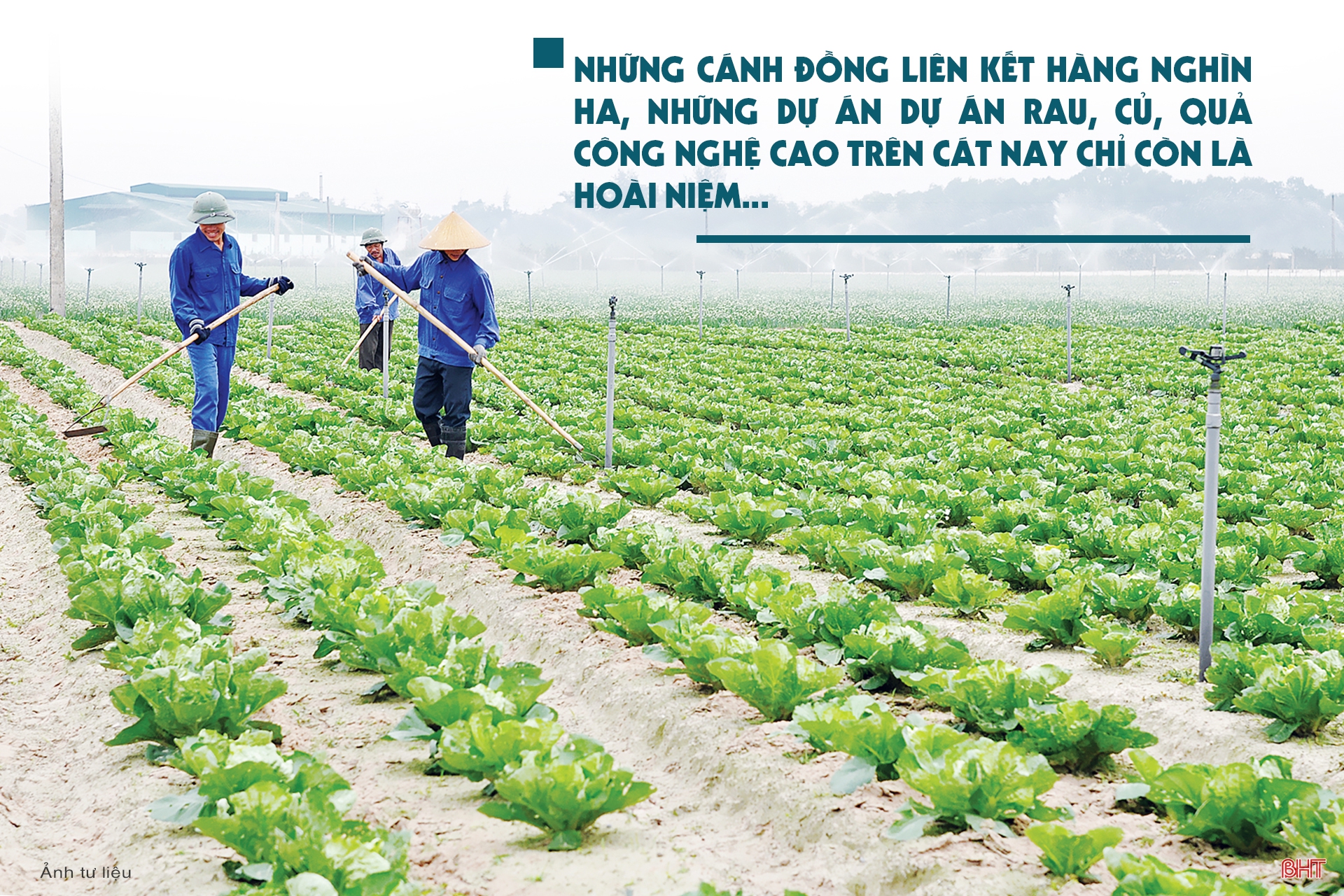 Vụ đông hàng hóa và những bước lùi” (bài 1): Đâu rồi những cánh đồng liên kết “thẳng cánh cò bay”?!