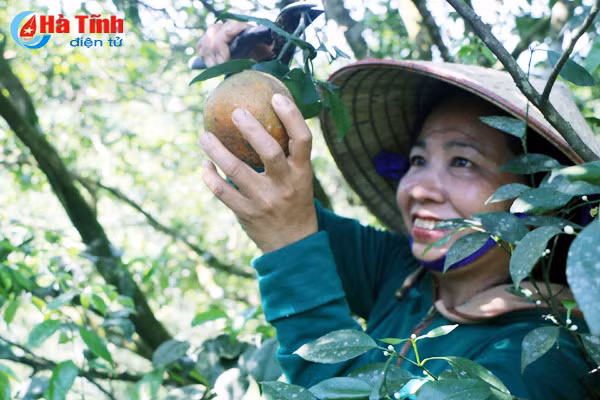 cam cuoi vu o ha tinh dat gia nguoi trong phan khoi