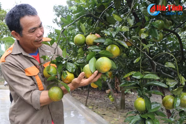 cam cuoi vu o ha tinh dat gia nguoi trong phan khoi