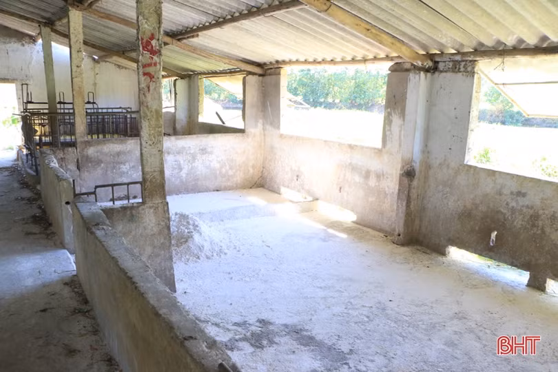 Dịch tả lợn châu Phi hoành hành: (Bài 1) Người nuôi bỗng mất “cơ nghiệp”