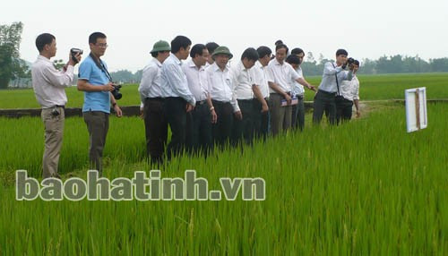 Lãnh đạo tỉnh và Sở NN&PTNT kiểm tra tình hình sinh trưởng của giống QR 2 tại xã Song Lộc. Ảnh: Tuệ Anh