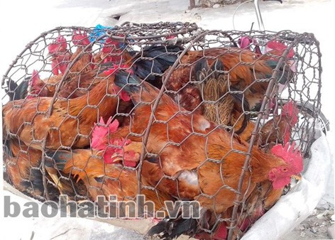 Gà cúng đẹp có giá 160 ngàn đồng/kg