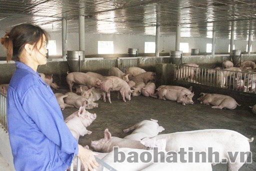 Chị Trần Thị Phi (thôn 6, Cẩm Hưng) xây dựng mô hình chăn nuôi lợn liên kết quy mô 1.200 con.