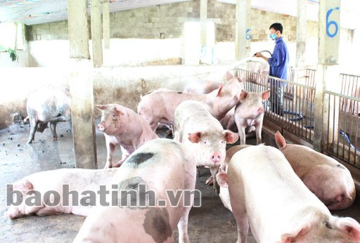 Mô hình chăn nuôi lợn tập trung theo hướng hàng hóa của chị Nguyễn Thị Thanh ở xóm 7, Cẩm Quang (Cẩm Xuyên).