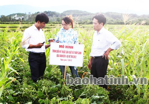 Tổ chức lại hình thức sản xuất gắn với việc phát triển các vùng nguyên liệu tập trung, thực hiện hiệu quả khâu bảo quản, chế biến.