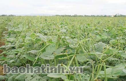 Sản xuất đậu hè thu ở Kỳ Lạc