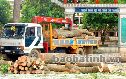 Gỗ lớn, gỗ bé tập kết trước cổng trường rồi cho lên xe tải chở đi