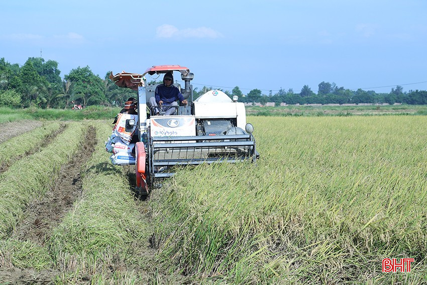Thu hoạch lúa hữu cơ ở thôn Bình Quang, xã Cẩm Bình. bqbht_br_3752.jpg
