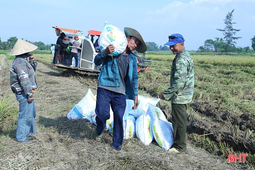Bị thương lái ép giá, ông Trần Hữu Toản (thôn Bình Quang, xã Cẩm Bình) đành đưa lúa về nhà phơi cất. bqbht_br_3779.jpg