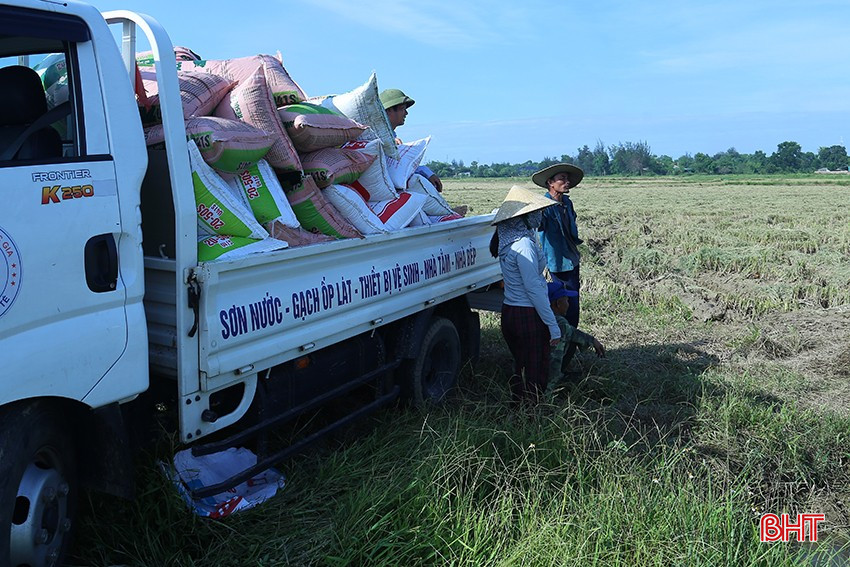 Người dân thu hoạch lúa và vận chuyển về nhà phơi cất. bqbht_br_3744.jpg