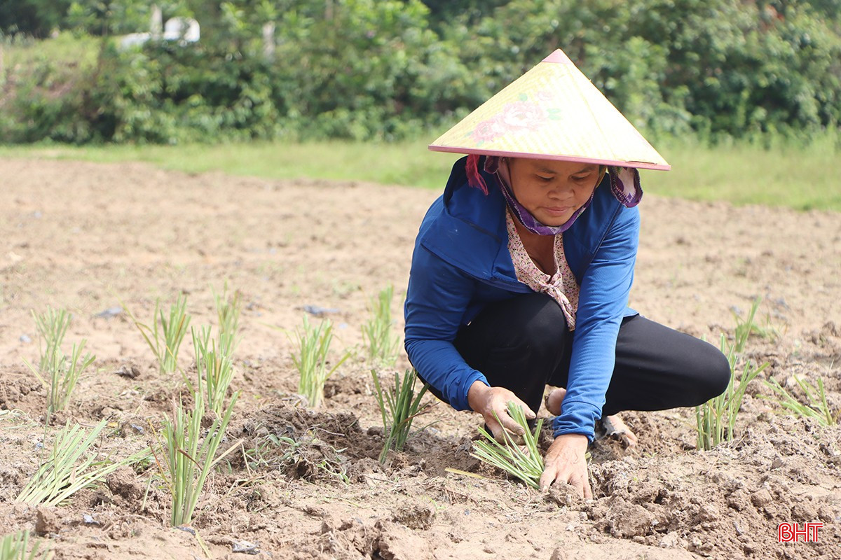 នៅក្នុងសួនច្បារទំហំជិត 0.5 ហិកតា លោកស្រី Ha Thi Vinh (ភូមិ Son Nam ឃុំ Cam Thinh) កំពុងមមាញឹកជីកដី និងដាំគ្រែដើម្បីដាំស្លឹកគ្រៃ។ bqbht_br_5900.jpg