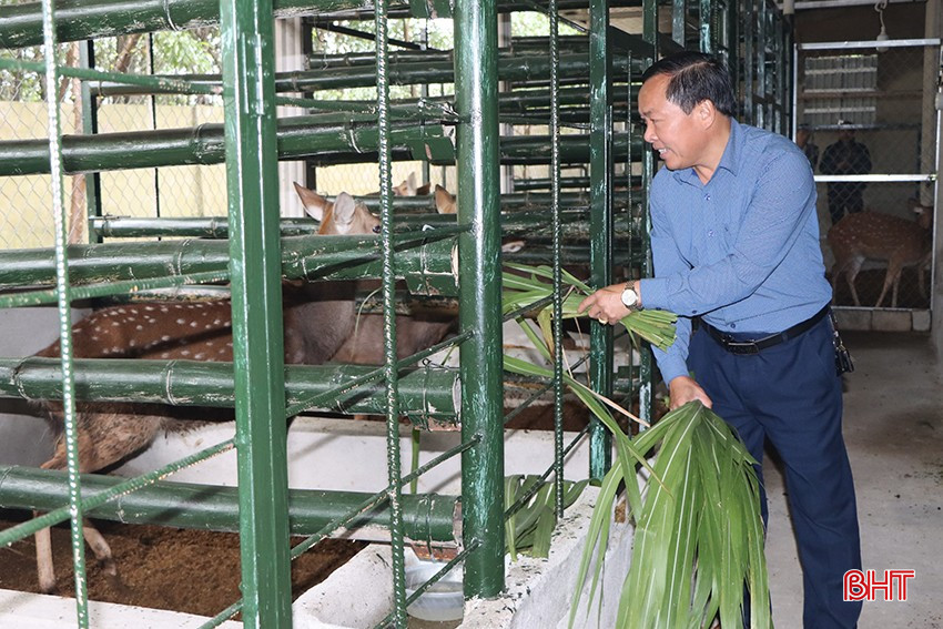 Mô hình chăn nuôi hươu của Tổ hợp tác chăn nuôi hươu sao Cẩm Minh. bqbht_br_5252.jpg