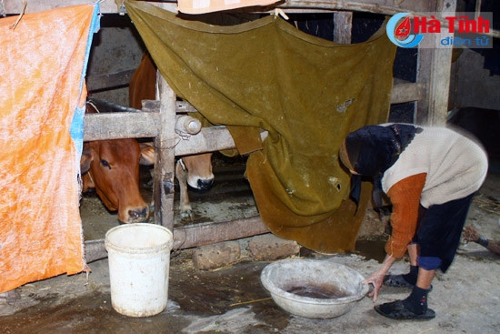 Nhờ che kín chuồng trại, "mặc áo" cho gia súc và bổ sung thức ăn nên đàn gia súc các huyện vùng núi Hà Tĩnh đang an toàn