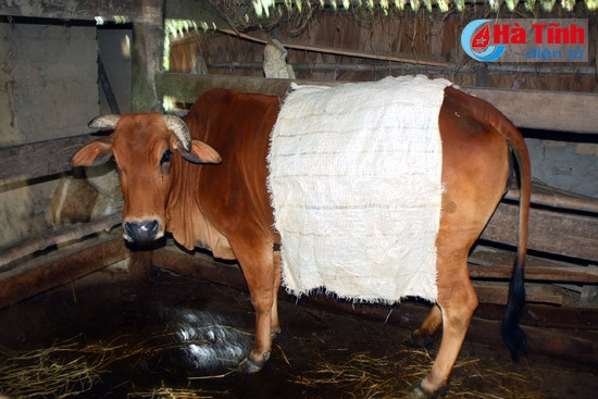 Nhờ che kín chuồng trại, "mặc áo" cho gia súc và bổ sung thức ăn nên đàn gia súc các huyện vùng núi Hà Tĩnh đang an toàn