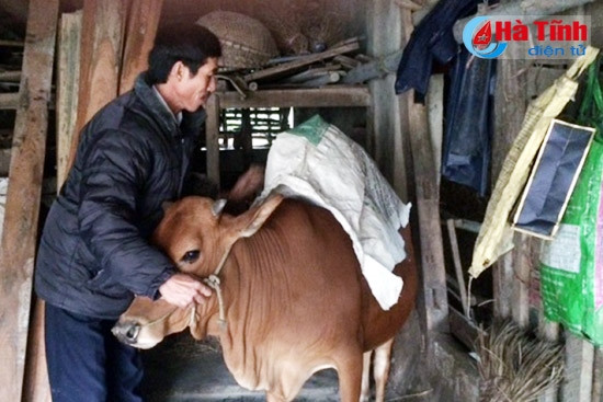 Ông Phạm Duy Long ở thôn An Tiên, xã Xuân Giang, huyện Nghi Xuân đang mang áo ấm cho gia súc