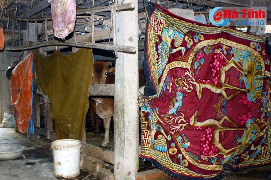 Nhờ che kín chuồng trại, "mặc áo" cho gia súc và bổ sung thức ăn nên đàn gia súc các huyện vùng núi Hà Tĩnh đang an toàn