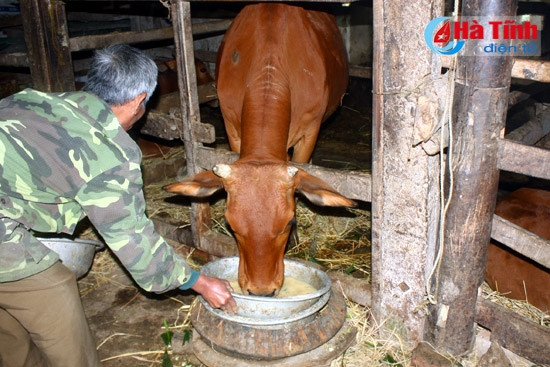 Ông Nguyễn Trọng Đào – xóm Tân Thắng, xã Sơn Tân (Hương Sơn) nấu thức ăn nóng cho bò ăn