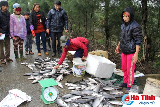 Nhiều hộ dân Thạch Đỉnh đổ cá giữa mặt đê bán thốc, bán tháo số cá chẽm vừa vớt lên khỏi lồng bè