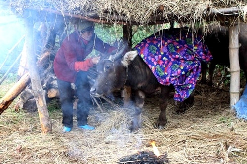 Luôn giữ ấm để đảm bảo sức khỏe cho gia súc. Ảnh: internet