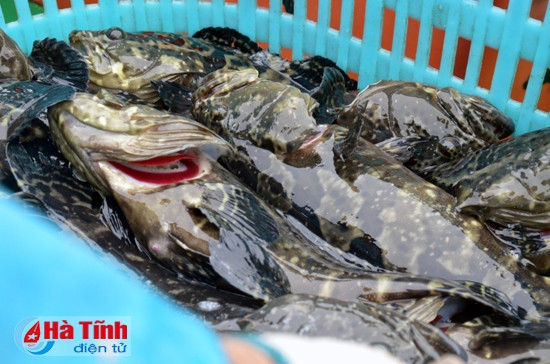 Cá mú đã đến kỳ thu hoạch có trọng lượng 1-1,2 kg/con