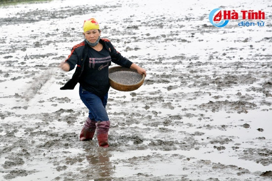 Dưới 15oC, tuyệt đối không được gieo cấy lúa xuân