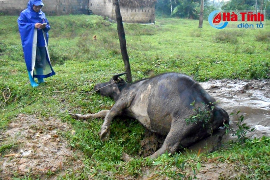 Nhiều con gia súc vùng cao huyện Kỳ Anh đổ gục trước nền nhiệt độ thấp