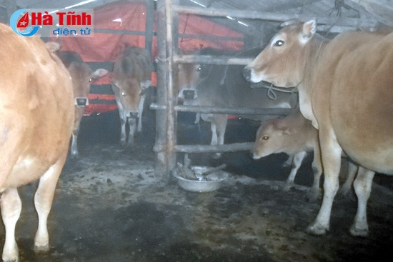 ... và che chắn,giữ ấm chuồng trại để đảm bảo sức khỏe cho gia súc