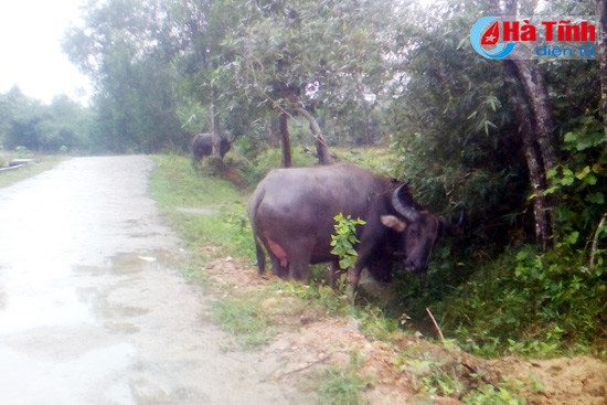 Người dân cần khẩn trương nuôi nhốt...