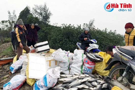 Nhiệt độ xuống thấp khiến cá nuôi lồng bè của nhiều hộ dân ở Thạch Đỉnh chết hàng loạt Thông thường, giá thị trường loại cá này nằm ở mức 120 nghìn/kg, nhưng do cá chết nhiều, thương lái ép giá nên chỉ bán được với giá rất rẻ.