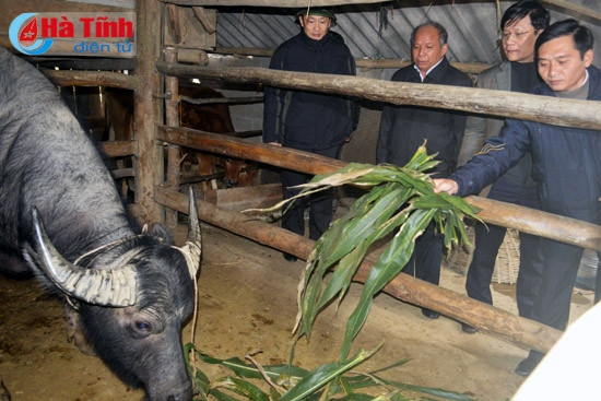 Giám đốc Sở NN&PTNT Đặng Ngọc Sơn kiểm tra công tác triển khai phòng chống rét cho gia súc ở Vũ Quang