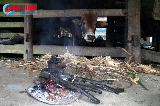 ... đốt củi cả ngày sưởi ấm cho đàn bò...