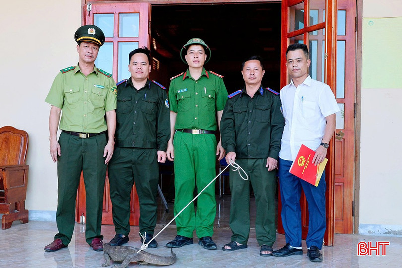 Sau khi hoàn tất các thủ tục cần thiết, cơ quan chức năng sẽ tiếp tục chăm sóc và thả cá thể kỳ đà vân về môi trường tự nhiên theo quy định.