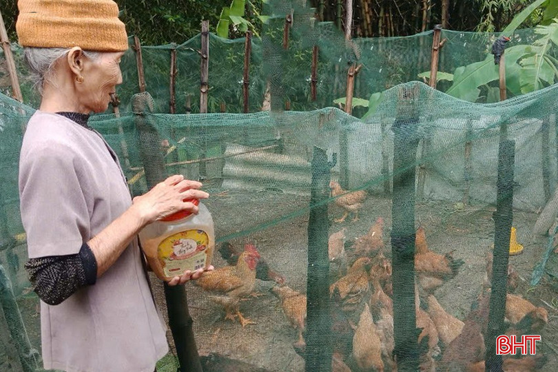 Từ đàn gà được hỗ trợ ban đầu, nhiều gia đình ở Thạch Ngọc đã tái đàn, phát triển mô hình.