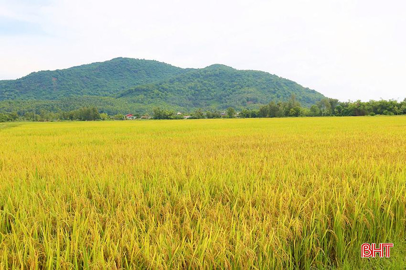 Gần 21ha lúa hè thu sản xuất thử nghiệm của người dân xã Đỉnh Bàn đã chín và bắt đầu cho thu hoạch.