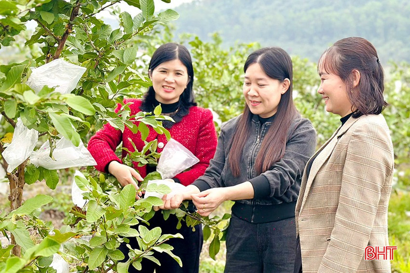 Tại xã Thạch Thành (Thanh Hóa), nhiều hộ dân đã chuyển đổi đất trồng lúa kém hiệu quả sang trồng ổi và mang lại năng suất, hiệu quả kinh tế cao.