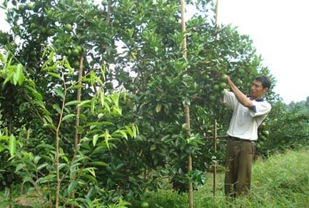 Trang trại trồng cây ăn quả của anh Nguyễn Văn Sơn (xóm 7, Sơn Thọ) mỗi năm cho thu nhập trên 100 triệu đồng. Trang trại trồng cây ăn quả của anh Nguyễn Văn Sơn (xóm 7, Sơn Thọ) mỗi năm cho thu nhập trên 100 triệu đồng.