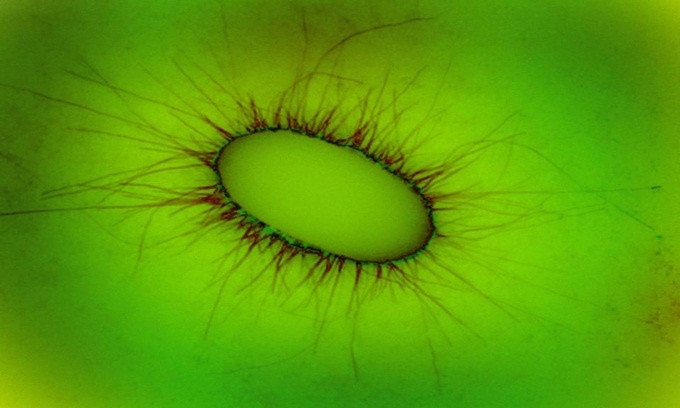 7 loai vat co the song sot sau chien tranh hat nhan