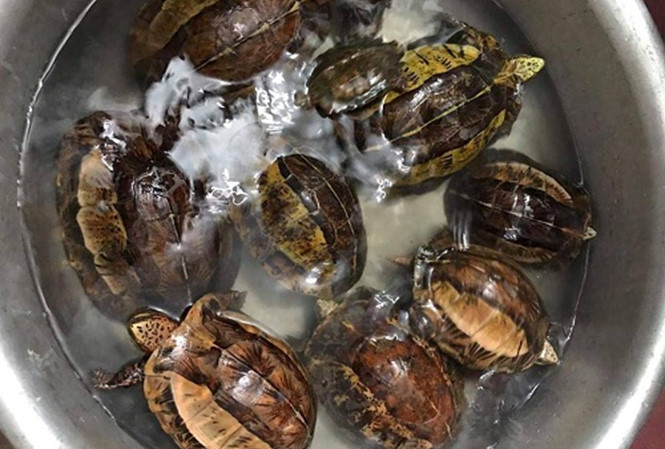 bat giam co gai van chuyen 9 con rua hop tran vang