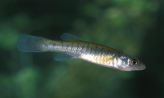 7 loai vat co the song sot sau chien tranh hat nhan