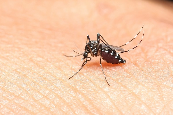 7 can benh nguy hiem do muoi gay ra