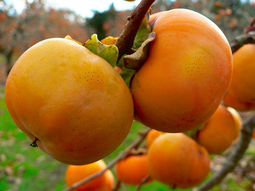 loi ich suc khoe cua qua hong gion