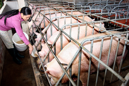 de xuat phat den 100 trieu dong neu su dung chat cam trong chan nuoi