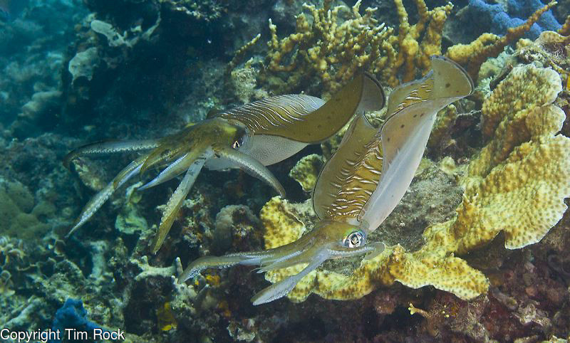 diem den 2 9 xuat ngoai lan bien o dong nam a