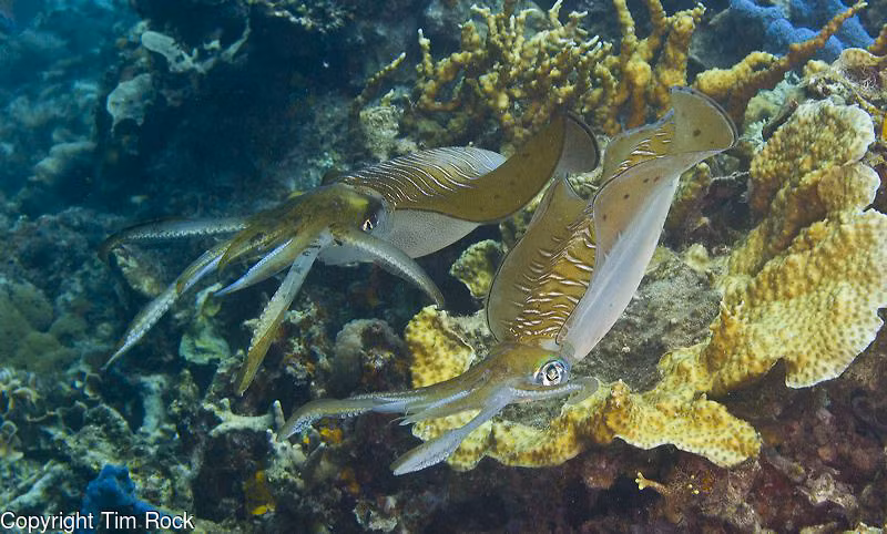 diem den 2 9 xuat ngoai lan bien o dong nam a