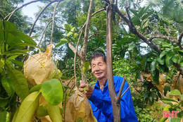 Chằng chống, thu hoạch sớm "đệ nhất danh quả" trước bão số 5