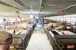 Xem xét hỗ trợ khắc phục dịch bệnh động vật cho doanh nghiệp vừa và nhỏ ở Hà Tĩnh