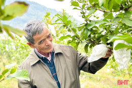 Gần 40 hộ dân Thạch Hà tham quan mô hình trồng ổi lê ở Thanh Hóa