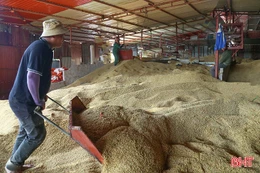 Các cơ sở, doanh nghiệp tích cực hỗ trợ nông dân thu mua, sấy lúa ướt