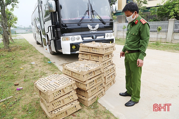 Xe khách giường nằm vận chuyển lậu 7 tạ da trâu và 4.000 khẩu trang trên QL 8A